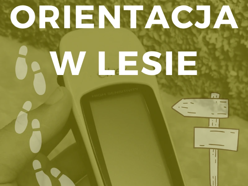 Orientacja w lesie